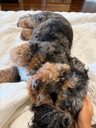 A dog with curly, multi-colored fur is lying on its back on a white quilted bedspread, with its head resting on a white pillow. Its eyes are open and looking upwards. A person's hand is gently touching the dog's head. The image was taken inside a home, with the background showing a wooden floor and a dresser. The location is Pinecrest, United States of America.