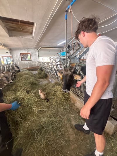 The image depicts an indoor scene, likely a barn or stable, with a person and several animals. The person, wearing a white t-shirt and black shorts, is partially visible, leaning over towards a cow. The cow is dark brown and appears to be wearing some sort of milking equipment. The ground is covered with a thick layer of hay, suggesting the presence of livestock. Several other animals, possibly more cows or goats, are visible in the background, some appearing to be in stalls. There is also a small tan animal, possibly a cat or small dog, lying in the hay. The overall lighting suggests it is daytime. The setting appears to be rustic and functional, with concrete walls and metal structures for animal containment. A blue glove is visible on the hand of a person reaching into the hay. Visible text on a blue and white package near the cow is "FARM".