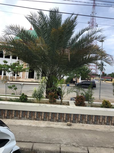 The image shows a street view in Gampongjawa, Indonesia, with a large palm tree dominating the left side. A red and white telecommunications tower is visible in the background behind the tree. Power lines are also present in the upper left. A street runs parallel to the frame, with a dark-colored SUV parked on the right side. A building with a green dome is partially obscured by the palm tree. A white and gray fence with integrated planters and brick detailing lines the right edge of the frame. The foreground shows a concrete sidewalk, with a portion of a white helmet visible in the bottom right corner. A building with white exterior walls and a partially visible mosque building is visible in the middle ground. The sky is overcast.