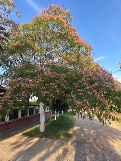 The image shows a blooming Persian silk tree with pink flowers in Brenitsa, Bulgaria. The tree is in full bloom, with its canopy covered in delicate pink blossoms. The branches of the tree are heavy with flowers, creating a soft, ethereal effect. The leaves of the tree are a vibrant green, providing a beautiful contrast to the pink of the flowers.

The tree is located on the side of a dirt road, with a brick wall and a fence visible in the background. The wall is topped with white posts and black wrought iron fencing. The fence encloses a garden area with manicured green grass and several smaller trees. The road itself is unpaved and dusty, with tire tracks indicating recent use. The sun is setting, casting long shadows across the road and the surrounding area. The sky is a clear blue, with a few wispy clouds.

The overall impression of the image is one of natural beauty and tranquility. The blooming tree is a stunning centerpiece, and the surrounding environment provides a peaceful and idyllic setting. The image captures the essence of a warm summer evening in the Bulgarian countryside.