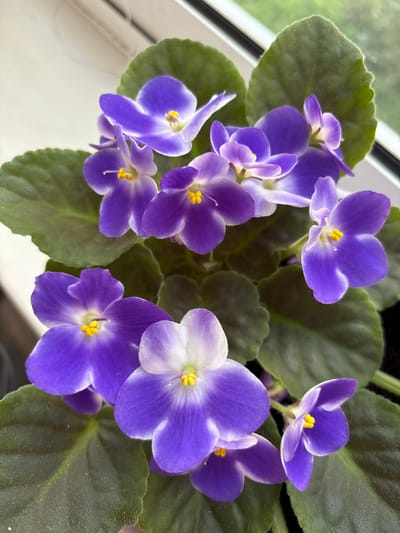 A close-up, overhead shot captures a cluster of vibrant purple and white African violets in bloom. The flowers, with their delicate petals and yellow centers, are arranged amidst lush, green, velvety leaves. The plant is positioned near a window, evidenced by the bright light illuminating the petals and the blurred green foliage visible through the glass in the background. The setting appears to be indoors, possibly a windowsill, with a hint of a dark pot visible at the bottom right. There is no visible indication of the city of Tomsk, Russia, or any other specific urban location in this image.