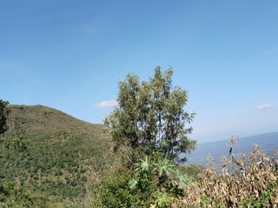 The scene depicts an outdoor landscape in Subukia ward, Kenya, under a bright, predominantly clear blue sky with a single, small white cloud visible in the upper mid-right. A tall, leafy green tree, characterized by multiple slender trunks and dense foliage, stands in the mid-ground, slightly right of center. To the left, a large, undulating hill covered in a mixture of green and brown low-lying vegetation rises from the mid-ground into the background. The immediate foreground on the right contains numerous dried, light brown corn stalks and other desiccated plant material. On the left and center foreground, various green plants are visible, including one with distinct large, palmate leaves. In the far background to the right, a distant valley or plain stretches beneath a low horizon. No human subjects or discernible actions are present.