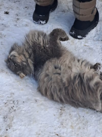 In Bolshaya Elhovka, Russia, a long-haired, predominantly grey cat is depicted lying supine in a snow-covered outdoor environment. The cat's body is partially curled, with its head tilted left and eyes appearing partially closed. Specks of white material, consistent with snow, are visible within its thick fur. In the upper background, two human feet are present, encased in black winter boots featuring tan fabric accents. The boots show adherence of snow to their surfaces. The ground consists of compacted snow interspersed with dark particulate matter. The scene suggests a stationary interaction between the cat and an unseen individual.