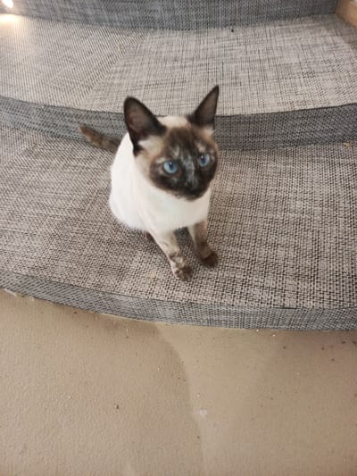 An indoor, eye-level shot features a seal point Siamese cat with distinctive blue eyes, dark brown/black points on its face, ears, paws, and tail, and a creamy white body. The cat is sitting upright on a textured, grey upholstered surface, appearing alert and looking directly towards the camera. This surface, characterized by a light and dark grey patterned weave, seems to be part of a multi-tiered seating arrangement or steps. Behind the cat, more of the same grey upholstered surface extends upwards, while the foreground reveals a flat, light brown/beige floor or platform. The lighting is soft and diffused, indicating an indoor setting without strong shadows. There is no discernible text in the image. The provided location context is Al Machouar – Stinia, Morocco, although the image itself contains no specific visual cues to identify this location.