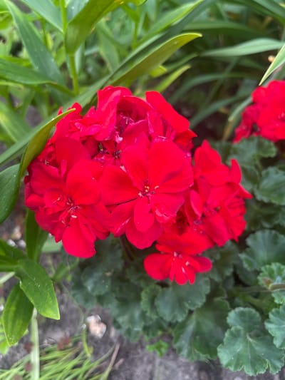 This is a close-up, overhead shot of a cluster of vibrant red geranium flowers in full bloom. The flowers are the primary subject, with their petals a rich, saturated red, some appearing slightly faded or with visible veins. Several individual flower heads are visible, forming a dense, layered arrangement. Surrounding the flowers are lush green leaves, some with ruffled edges, characteristic of geranium foliage. The background is a mix of more greenery, dappled sunlight, and a hint of greyish, stony ground, suggesting an outdoor garden setting. The lighting appears natural, possibly indicating daylight, though the time of day is not definitively discernible. The overall impression is one of natural beauty and growth. There is no text visible in the image. The location context provided is Jelgava, Latvia.