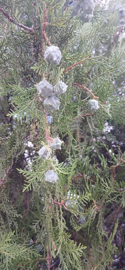 A close-up shot focuses on the branches of a coniferous tree adorned with multiple pale green, spiky cones. The needles of the tree are a dense, feathery green, creating a textured backdrop. The background is softly blurred, suggesting an outdoor environment, potentially in Kurbanov, Uzbekistan, where the image was captured. No people or specific actions are depicted; the scene is a still life of the tree's natural elements.