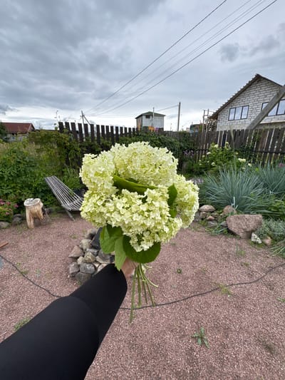 An individual is holding a bouquet of white hydrangeas in a backyard. The bouquet is in the foreground, obscuring the lower portion of the individual's arm and hand. The background depicts a garden with a wooden fence, a wooden chair, a tree stump, and various plants. A brick house and another smaller building are visible beyond the fence. The sky is overcast with gray clouds. The ground in the foreground is covered with small, reddish-brown gravel. The location is identified as Oliki, Russia.