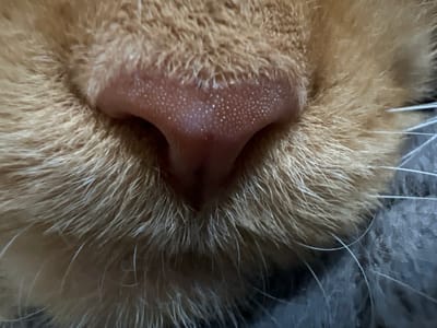 The image is a close-up, macro photograph of an orange cat's nose and surrounding fur. The nose is a moist, pinkish-brown color with visible pores and small, white specks that could be dew or dust. The fur is a light orange or ginger color, and the whiskers are white and prominent. The background is out of focus and appears to be a dark, textured surface, possibly a blanket or fabric. There is no indication of the location in Markova, Russia, or any human presence. The scene is static and focused solely on the cat's facial features.