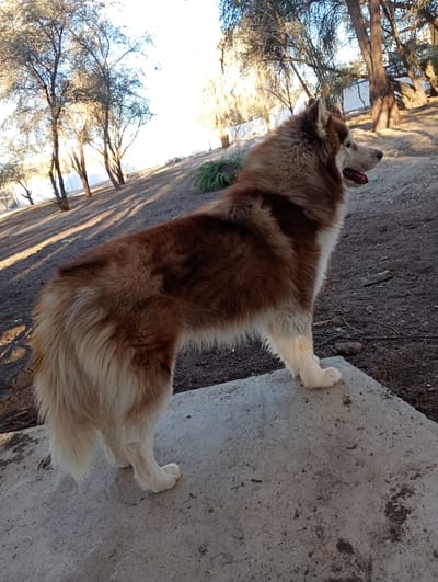 A medium shot shows a husky dog standing on a concrete surface. The dog has brown and white fur. Its tongue is visible. The dog is facing right. Behind the dog is a dirt area with sparse vegetation and trees. The location appears to be outdoors, likely in Pozo Almonte, Chile, based on the query. There are no people visible in the image. The dog is the primary subject. The concrete surface is the object supporting the dog. The action depicted is the dog standing. The environment is a dry, outdoor area with trees.
