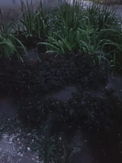 The image depicts a garden bed with dark purple foliage in the foreground and tall green grass in the background. The ground is dark soil, with some scattered small stones and a few green weeds. The lighting suggests it is either early morning or late evening. The scene is outdoors. The location in Chapaevsk, Russia is not discernible from the image itself.