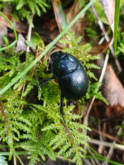 A close-up, low-angle shot captures a black beetle with a shiny, iridescent carapace resting on vibrant green moss. The beetle, positioned slightly off-center to the right, is facing left and appears to be in motion, with its legs splayed. The moss creates a soft, textured bed for the insect, with some blades of grass and dried leaves interspersed in the background, suggesting a natural, woodland environment. The lighting is soft, with highlights reflecting off the beetle's shell, hinting at a damp or dewy setting. The background is softly blurred, emphasizing the beetle and its immediate surroundings. The image conveys a sense of nature's intricate details and the quiet life of the forest floor in Urtiushka, Russia. No text is visible in the image.