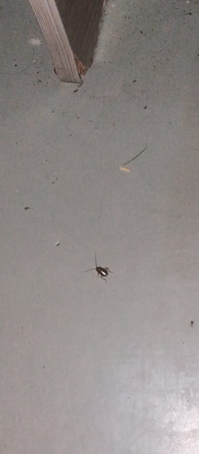 A cockroach is pictured on a concrete floor in Mokhsogollokh, Russia. The cockroach is dark brown with lighter brown markings on its back. It has long antennae and six legs, all of which are visible. The concrete floor is gray and has some small dark specks on its surface. In the upper left corner of the image, a piece of wood is visible, appearing to be part of a wall or support structure. There are no people or other animals present in the image.