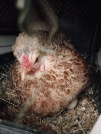 A close-up, low-light photograph shows a chicken with fluffy, light brown and white feathers. The chicken is nestled in a dark, woven enclosure filled with hay. Its head is turned slightly to the left, revealing a reddish comb and wattles. One eye is visible. A single, light-colored egg is partially visible beneath the chicken's body. The background is dark and indistinct, suggesting an indoor or enclosed setting. The image appears to have been taken in Muminabad, Uzbekistan.