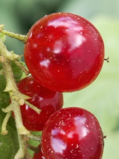 A close-up, vertical, eye-level shot shows a cluster of three ripe red currants hanging from their stems against a soft-focus green background. The currants are plump and glossy, with tiny white specks visible on their surfaces. The stems are thin and pale green, with small, spiky protrusions. The overall impression is one of fresh, natural growth. The location in Гожскі сельскі Савет, Belarus, is not depicted in the image.
