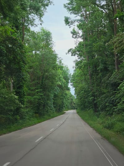 The image depicts a rural road, possibly in Novo Oriahovo, Bulgaria, as indicated by the prompt. The asphalt road extends into the distance, marked by white painted lines along its center and edges. Lush green foliage, likely trees and shrubs, densely flanks both sides of the road, forming a natural canopy overhead. A glimpse of the pale sky is visible between the trees, suggesting a bright day. The road appears vacant of people or vehicles.