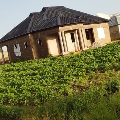 This media file depicts an outdoor scene in Mangu, Nigeria, likely during daylight hours with clear skies, as indicated by the bright illumination and lack of shadows suggesting midday or late afternoon. The primary focus is a partially constructed building with a dark, corrugated metal roof and stone block walls. The building has a prominent, multi-angled roof design, supported by columns at the front entrance. Several windows are visible, some of which are covered with white material, suggesting the construction is ongoing or recently completed.
In the foreground and extending to the right of the building is a dense field of lush green crops, possibly soybeans or a similar legume, indicating an agricultural setting. The crops appear healthy and are in full growth. Some taller, wilder grasses are also present in the lower right corner of the frame, bordering the cultivated field. In the background, additional structures with similarly designed metal roofs can be seen, suggesting this is a developing residential or community area.
There is no visible text in the image. The overall impression is one of ongoing development and agricultural activity in a rural or semi-rural Nigerian environment. The scene conveys a sense of growth and construction, with the natural landscape playing a significant role in the setting.