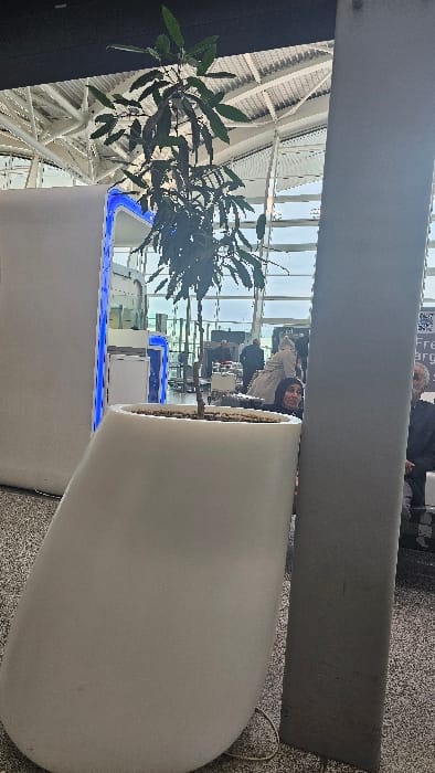 The image displays an indoor scene identified as Houari Boumediene Airport in Dar El Beïda, Algeria. The foreground is dominated by a large, white, curvilinear planter containing a slender plant with dark green, elongated leaves. To the right of the planter, a grey, rectangular structural pillar ascends vertically, partially obscuring the background. A section of a similar white, curvilinear structure with an embedded vertical blue light strip is visible on the far left. The flooring consists of a speckled grey and black material, and a white electrical cable is visible on the floor near the base of the planter and pillar.
In the midground, several individuals are visible. One person, identified as female, with dark hair and attire, is looking towards the viewer from behind the planter, positioned between the plant and the grey pillar. To her right, a seated individual, appearing male and wearing a dark suit jacket, is partially visible. Further back, additional indistinct figures are present, including one person in a light-colored coat. The background reveals a modern airport terminal environment characterized by a high ceiling with exposed metallic structural trusses and large, multi-paneled glass walls, offering a view of an overcast sky. Equipment consistent with airport security screening areas is discernible in the deeper background. The overall lighting is bright, a combination of natural light from the windows and interior illumination.