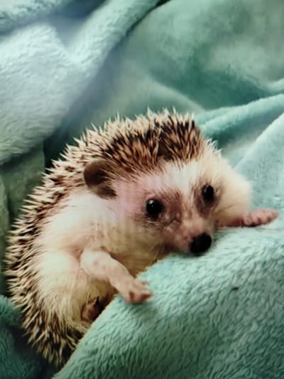 A close-up, eye-level shot shows a baby hedgehog nestled in a plush, teal-colored blanket. The hedgehog is facing the camera, its light-colored fur contrasting with its dark, spiky quills. Its eyes are dark and round, and its nose is a small, black dot. One of its small paws is visible, extended slightly. The blanket is draped around the hedgehog, creating soft folds and shadows that add depth to the image. The lighting is soft and diffused, highlighting the texture of the blanket and the hedgehog's quills. The image appears to be a photograph taken with a digital camera, as indicated by the pixelated appearance of the subject and background. There is no discernible information about the location in Yashkino, Russia, or any other specific environmental context in the provided image.