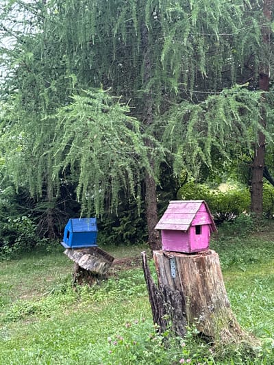 A vertical, wide shot shows two brightly colored miniature houses, one pink and one blue, placed on a rough-hewn tree stump in a lush, green outdoor setting. The pink house, with its angled roof and an opening, is perched on the upper part of the stump. The blue house is situated lower down, also on the stump, and appears to be a simple box with an opening. The tree stump itself is weathered and appears to be an old, cut log.

Surrounding the stump and the miniature houses is an abundance of natural greenery. Tall, thin trees with feathery branches dominate the left side of the frame, their dense foliage creating a deep green backdrop. The ground is covered in thick grass and various other plants, with some small pink flowers scattered amongst the greenery. The overall scene suggests a rustic, possibly garden or park-like environment.

The lighting appears to be natural daylight, with diffused light filtering through the trees, indicating it could be daytime, possibly overcast or early morning/late afternoon. There are no people visible in the image, and no text is present. The setting evokes a feeling of whimsical charm with the addition of the miniature houses in a natural environment. The location context is Yunost', Russia.