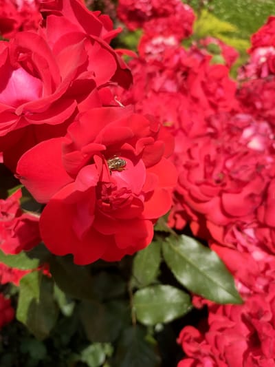 A close-up, vertical shot captures a cluster of vibrant red roses in bloom, with a single honeybee nestled within the petals of the foremost rose. The bee, with its metallic sheen and visible legs, appears to be collecting pollen. The background is filled with more red roses, creating a dense, soft-focus tapestry of color. Green rose leaves are visible, providing a subtle contrast to the dominant red. The lighting suggests a bright, sunny day, casting distinct shadows on the rose petals and highlighting the textures of the blooms. This scene could be found in a garden or park setting, such as one in Nosivka, Ukraine, where such floral displays are common.