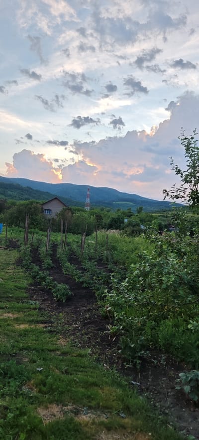 The image depicts a rural landscape at sunset, likely in or near Altayskoye, Russia. In the foreground, rows of young plants are visible in a tilled garden bed, supported by wooden stakes. The surrounding area is covered in lush green grass and foliage. In the mid-ground, a modest, brick house with a single window is situated amongst trees. Further back, a tall, red and white communication tower stands prominently against a backdrop of rolling, forested hills. The sky is filled with dramatic clouds, some illuminated by the setting sun, casting warm hues of orange and pink. The overall scene conveys a sense of natural beauty and tranquility, characteristic of a countryside setting.