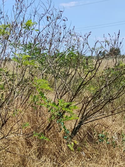 This media file captures an outdoor scene dominated by dry, brown grasses and the intricate branches of a bush under a clear blue sky. The bush has sparse green leaves scattered amongst its many thin, brown branches, some of which bear dried, dark seed pods. In the background, more dry vegetation is visible, suggesting a natural, possibly rural or uncultivated area. Power lines stretch across the upper portion of the sky, indicating the presence of human infrastructure nearby. The lighting suggests it is daytime, with the sun casting a bright, natural light on the scene. There are no people or obvious objects of human activity apart from the power lines and a faint hint of what might be discarded plastic at the bottom right. The overall impression is one of a dry, natural landscape on a sunny day. The location context provided is Bilyaivka, Ukraine.