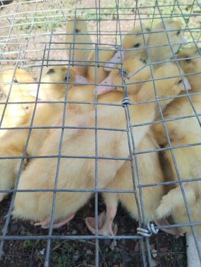 This media file shows a close-up, eye-level view of a group of yellow ducklings inside a wire cage. The ducklings are huddled together, with some appearing to be sleeping or resting. Their downy feathers are a light yellow, and some have darker markings around their eyes or on their heads. Their beaks are pinkish-orange, and their small feet are visible. The wire mesh of the cage is in the foreground, creating a grid-like pattern over the ducklings. The background is blurred but appears to be an outdoor setting with green grass and some loose soil or gravel. The lighting suggests it is daytime, possibly sunny. The overall impression is one of a collection of young, vulnerable animals contained within a protective enclosure. The location context provided is Lagerevo, Russia. There is no visible text in the image.