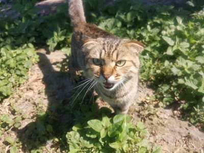 In Semypolky, Ukraine, a tabby cat stands outdoors in a garden, surrounded by green foliage and loose soil. The cat, facing the camera, has green eyes and its mouth is slightly open, revealing its tongue. Its tail is held erect and its ears are folded back. The sunlight casts a shadow to the left of the cat.