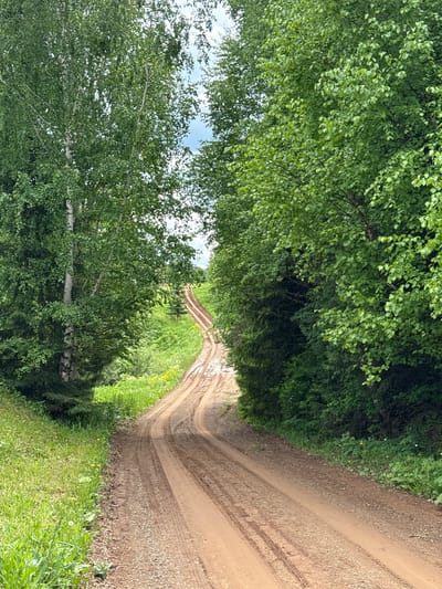 A dirt road winds through a forest in Medvedka, Russia. The road has tire tracks and is bordered by green vegetation on both sides. The road is shaded by trees overhead, creating a canopy effect. The tree on the left side of the road is a birch.