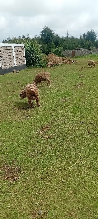 The scene depicts an open, grassy field in Rwanyambo, Kenya, under an overcast sky. Four sheep are present within the field; three are actively grazing. Two adult, light brown, woolly sheep are positioned in the mid-left section, one closer to the viewer with its head down, and another further back, also grazing. Two smaller sheep are visible in the background, one near a dirt mound and another further right, both feeding. To the left, a partially constructed building section with grey cinder blocks, white rendering, and a dark base is present. The background features a large pile of reddish-brown soil, followed by a dense line of green trees and shrubs. On the far right background, rudimentary wooden or corrugated metal structures and fencing are visible.