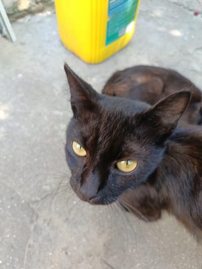 This media file shows a close-up of a black cat with bright yellow eyes. The cat is lying down on a textured gray surface, possibly concrete, outdoors. In the background, a large, bright yellow plastic container is visible, suggesting an outdoor setting such as a yard or patio. The lighting indicates it is daytime, with natural light illuminating the scene. The cat appears alert and is looking directly at the camera. The overall mood is calm and observational. There is no visible text in the image. The location context is Berdiansk, Ukraine.