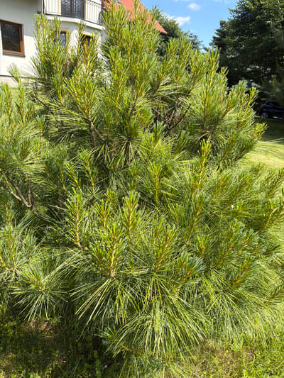 A dense pine tree with bright green needles is the primary subject of the image, occupying most of the frame. The needles are long and slender, clustered in bunches. The tree is set against a backdrop that includes a white building with a brown-framed window and a balcony with a wrought-iron railing. Behind the building, a red-tiled roof is visible. To the right of the pine tree, a section of a street is visible, with a dark-colored car parked on a grassy slope. Lush green grass and other low-lying plants are present at the base of the tree and surrounding the scene. The sky above is blue with scattered white clouds. The location is specified as Strzyżowice, Poland.