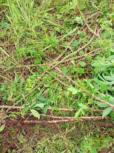 The image shows cassava stems and leaves lying on the ground in Ajibo, Nigeria. The cassava stems are brown and segmented, with visible nodes where leaves and branches once grew. Some of the stems are covered in small, thorny protrusions. The leaves are green and palmately lobed, characteristic of cassava plants. The ground is covered in dry grass, dirt, and other vegetation. The scene appears to be an outdoor agricultural setting, possibly a farm or field where cassava has been harvested.