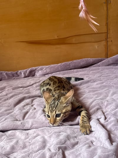 A Bengal cat is lying on a lilac comforter on a bed, with its body extended and head down, looking towards the camera. The cat has spotted fur and a striped tail. In the upper right corner of the image, a pink feather toy is dangling from above. The background is a wooden wall with horizontal planks. The scene is indoors, in a room with soft lighting.