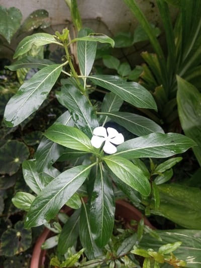 A vibrant periwinkle plant thrives in a pot, its glossy, dark green leaves prominently veined. A single, pure white flower with five delicate petals blooms amidst the foliage, standing out against the green backdrop. Other plants surround the periwinkle, creating a lush, diverse garden scene. The overall composition suggests a well-tended and healthy plant.