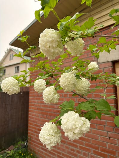 In Sukhaya, Russia, a close-up shot captures a branch of white snowball viburnum flowers with green leaves in the foreground. The flowers are spherical and densely packed with small white petals. Behind the flowers, a red brick wall forms the backdrop, with a section of a light-colored house with a green roof visible to the left. The sky is overcast. A small insect, possibly a bee or wasp, is visible in flight to the right of the frame. The overall scene appears to be an outdoor garden or yard setting.