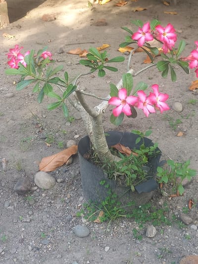 The image shows a desert rose plant (Adenium obesum) in a black plastic pot, placed on the ground, which consists of soil, gravel, and small stones. The plant has pink flowers and green leaves. Some weeds are growing in the pot along with the desert rose. A dried brown leaf is on the ground near the pot. The location is identified as Blangcot Tunong, Indonesia, by inference from the request.