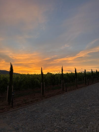 The image depicts a vineyard at sunset, possibly located near Kocherinovo, Bulgaria. The sky is a vibrant blend of orange and blue, with scattered clouds. In the foreground, a cobblestone path leads away from the viewer, curving to the right. The path is bordered by rows of green grapevines and interspersed with tall, slender cypress trees. Small lampposts are visible along the edge of the vineyard. A gentle slope of land is visible in the background, beyond the vineyard. The overall scene conveys a serene and picturesque atmosphere.