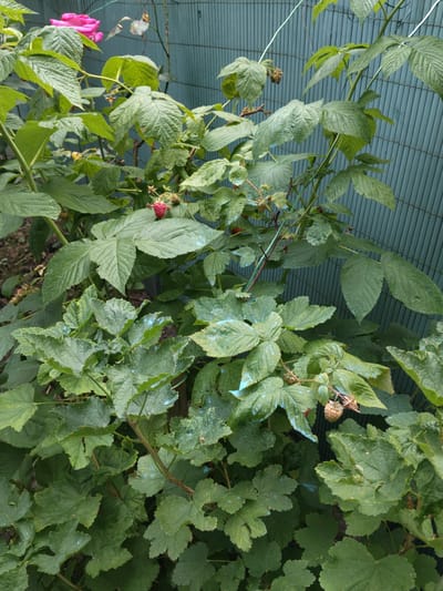The image depicts a close-up view of a raspberry bush with numerous green leaves and several ripening raspberries. A single bright pink rose is visible in the upper left corner, partially obscured by leaves. The bush is situated in front of a teal-colored, ribbed fence, suggesting an outdoor urban or suburban setting, likely a garden or yard within the city of Neuilly-Plaisance, France. The leaves of the raspberry bush exhibit small, irregular light blue splotches, which may indicate a treatment or natural phenomenon. Some leaves appear slightly wilted or damaged. The overall lighting suggests an overcast day or shade.