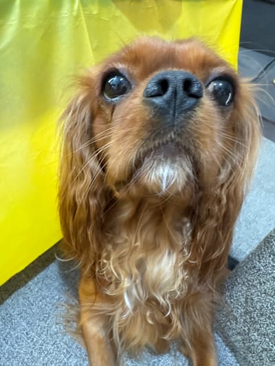 A close-up shot shows a Cavalier King Charles Spaniel dog with long, wavy, reddish-brown fur. The dog's head is tilted upwards, with its nose pointed towards the camera. Its large, dark eyes are reflected with a bright light. The dog has a black nose and white whiskers. Behind the dog, a bright yellow fabric is visible on the left side of the frame, and a gray carpeted surface occupies the bottom and right sides of the image.