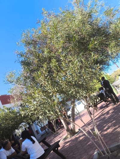 The image displays an outdoor public or recreational area in Kızılbaş, Northern Cyprus / Cyprus, under a clear, bright blue sky. A large, mature tree with dense green and reddish-brown foliage occupies the central and upper right portions of the frame, casting dappled shadows. The ground is paved with reddish-brown interlocking hexagonal or octagonal bricks, indicating a structured pathway or courtyard.
In the lower left foreground, a man with dark hair and a beard, wearing a white short-sleeved shirt, is seated at a dark wooden picnic table, facing right. Adjacent to him, a woman with dark hair, wearing a white short-sleeved top, is seated with her back to the viewer, also facing right. A third individual's head is partially visible to the left of the man.
In the mid-ground, towards the right, another dark wooden picnic table is occupied by a group of approximately three to five individuals. One person, dressed in a dark suit or jacket, stands near this table, facing left. Another person in a light-colored shirt is seated. Behind this group and partially obscured by foliage, a white vehicle, consistent with a van or large car, is visible.
In the background, to the left, a building featuring a reddish-brown tiled roof and white walls with windows is partially visible behind smaller trees. Additional indistinct human figures are present further in the background near other tables and structures. The scene is brightly illuminated by direct sunlight, evidenced by crisp shadows cast across the paved surface.