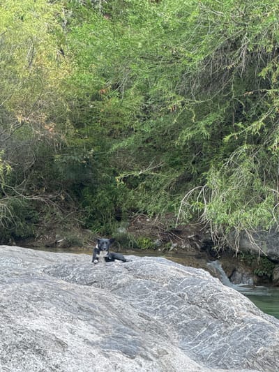 A black and white dog is perched on a large gray rock formation near a waterfall in San Miguel Atlapulco, Mexico. The dog is looking towards the camera, its posture seemingly relaxed against the rough, textured surface of the rock. The rock appears to be part of a larger natural landscape, with dense green vegetation and trees in the background. Water is visible flowing from the top of the rock formation, forming a small waterfall. The overall scene is natural, suggesting an outdoor environment where the dog is either resting or observing its surroundings.