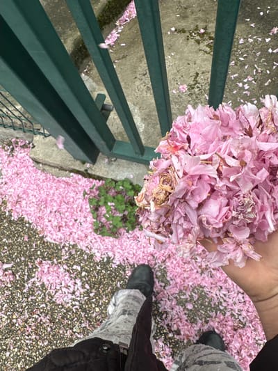The image depicts a scene in Orsay, France, where fallen pink petals cover the ground. A hand holds a large bunch of these petals above a patch of green foliage growing between concrete surfaces. A section of green metal railing is visible on the left, and parts of a person's legs, including boots and clothing, are on the right side of the frame.
