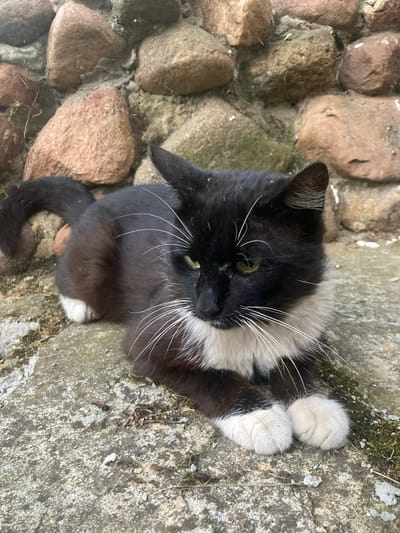 A black and white cat is lying on a stone surface in front of a stone wall. The cat is facing to the right, with its green eyes open and looking forward. It has white whiskers and a white chest and paws. The stone wall is made of large, irregular stones of various colors, including brown, gray, and pink. The ground the cat is lying on is a rough, textured stone surface with some patches of moss and small debris. The scene appears to be outdoors, likely in a garden or courtyard area within the Матыкальскі сельскі Савет, Belarus.