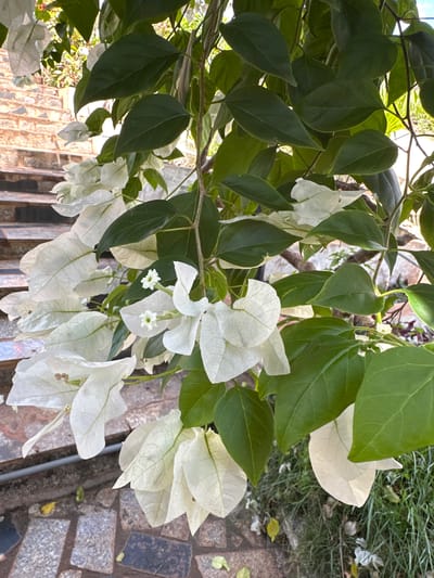The image shows a close-up of white bougainvillea flowers and green leaves. In the background, a stone staircase is visible, suggesting an outdoor setting. The foreground is partially paved with stone tiles. There is no indication of the city of Ia Hru, Vietnam, nor any people or specific actions.