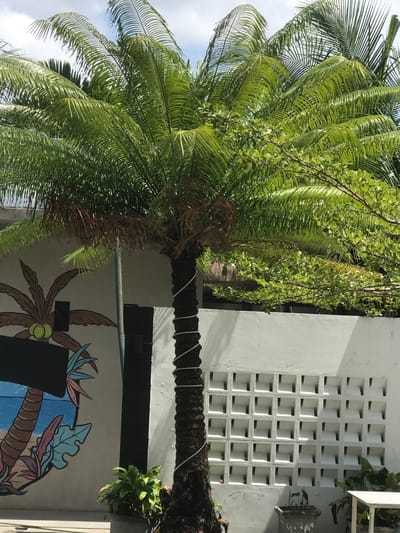A palm tree with green fronds and a brown trunk is in the foreground of the image. The trunk of the palm tree is wrapped with white rope. Behind the palm tree is a white wall with a decorative lattice pattern. To the left of the palm tree is a mural of a palm tree with coconuts. A black door is visible behind the palm tree and to the right of the mural. In the background, there are more palm trees and green foliage. The sky is blue with white clouds. The scene appears to be outdoors in a tropical or subtropical climate. This scene is located in Keudeteupinpunti, Indonesia.