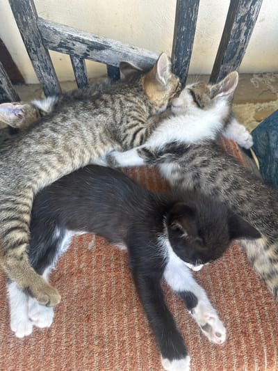 Four kittens are sleeping together on an orange-brown carpeted surface, which appears to be part of a chair or bench. The kittens are a mix of tabby and black and white markings. One kitten is primarily black with white paws and chest. Another is a tabby kitten whose head is nestled against the black and white kitten. A third tabby kitten is curled up partially on top of the first tabby kitten, and the fourth kitten is mostly obscured but appears to be another tabby. The background shows weathered wooden slats of what looks like outdoor furniture, and a beige, textured wall. The scene suggests a relaxed, domestic setting, likely outdoors given the appearance of the furniture. This scene could be located in Bryastovets, Bulgaria, based on the information provided.