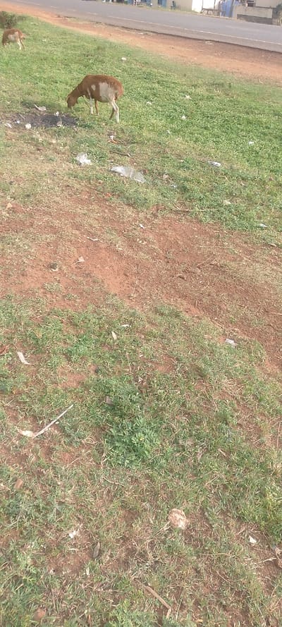 A grassy field contains two brown and white sheep grazing. A road with buildings borders the top edge of the field. Debris is scattered throughout the grass. The grass is sparse and patchy, with brown soil visible. The foreground primarily shows the grass and soil.