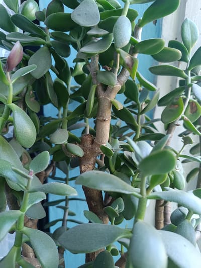 A close-up, eye-level shot shows a jade plant with thick, woody stems and numerous fleshy, oval, green leaves. The leaves have a matte finish and some appear to have brown spots or blemishes. The plant is densely packed, obscuring the background, which is a blurred, bright blue color, possibly a wall or curtain. The lighting is soft, creating a gentle illumination on the plant. The image was taken in Бәйдібек би ауылы, Kazakhstan.