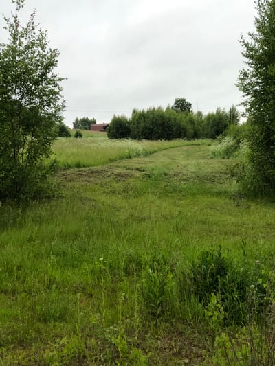 The image depicts a pastoral scene in Zhukovo, Russia. A vast, overgrown meadow dominates the foreground, with tall green grass and wildflowers reaching towards the sky. A mowed swathe curves through the field, suggesting recent activity. In the background, a dense line of trees forms a natural border, with a cluster of buildings visible behind them. The sky is overcast, casting a soft, diffused light over the landscape. The overall impression is one of rural tranquility and natural beauty.